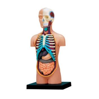 Модель анатомии тела туловища человека Модель человеческого тела Подарок для медсестры, студентов-медиков Дропшиппинг