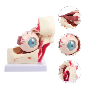 Модель глаза Манекен Анатомический аппарат Увеличенное тело человека Анатомия глазного яблока Медицинская патология ПВХ Увеличение орбиты